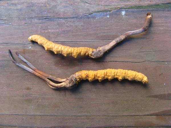 قارچ کرم صدپا