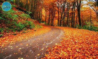 ارتباط پاییز و سلامت انسان!