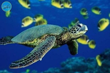 غواصان ایرانی در حال نجات لاک پشت دریایی + فیلم