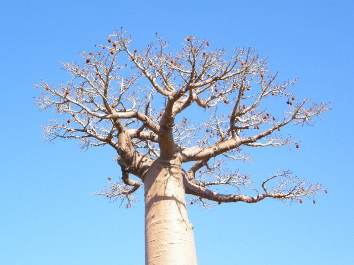 درختان بائوباب