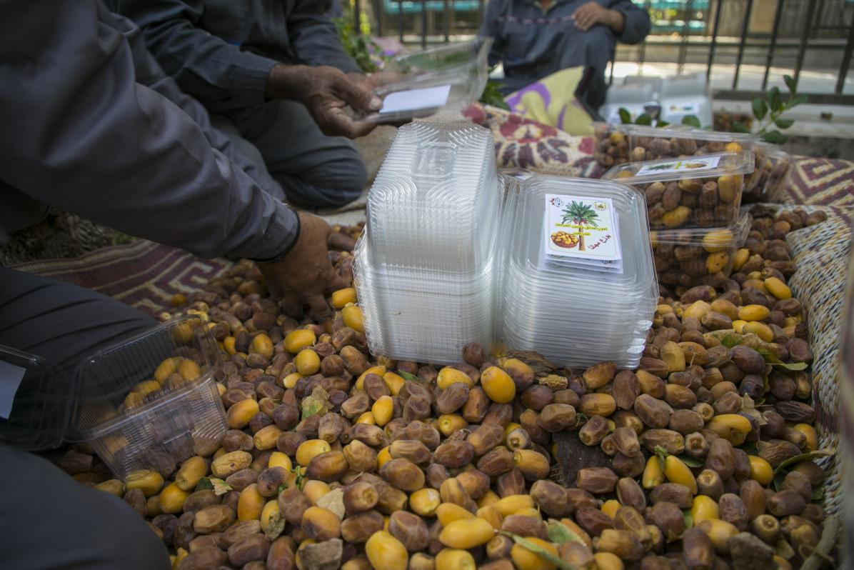 خرمای نخل‌های بین‌الحرمین 