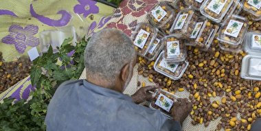 خرمای نخل‌های بین‌الحرمین بین زائران توزیع شد + تصاویر