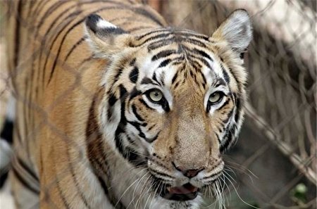 واکنش حیوانات پس از دیدن خود در آینه