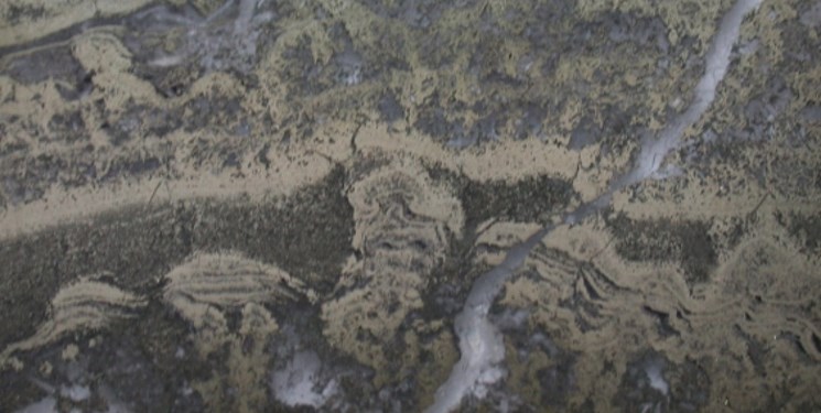 کشف میکروب قدیمی 