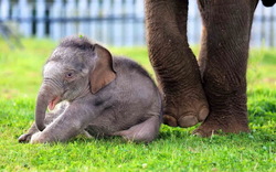 محبت یک بچه فیل یتیم به مسئول باغ وحش