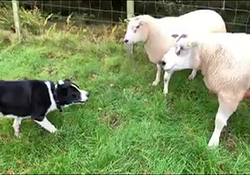 روش عجیب یک چوپان برای انتقال گوسفندان به داخل حصار! + فیلم