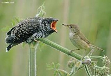 پرنده ای با صدای گوش خراش+ فیلم