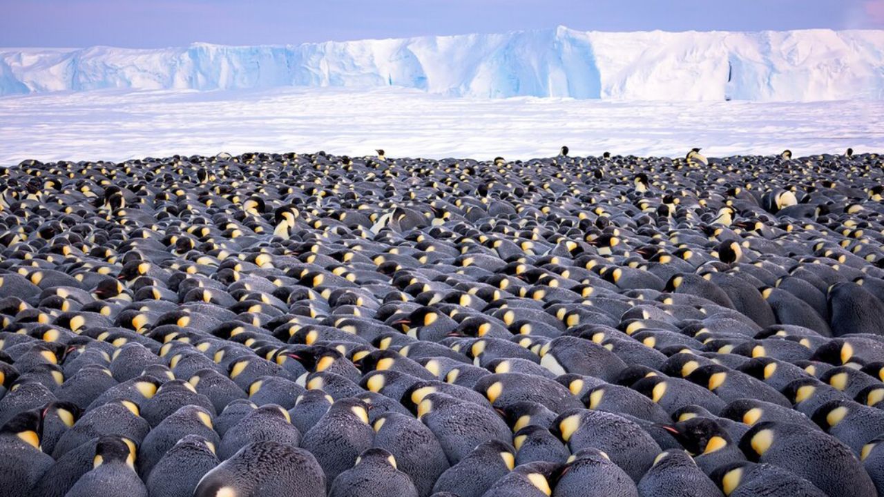 برندگان مسابقه عکاسی حیات وحش سال ۲۰۱۹