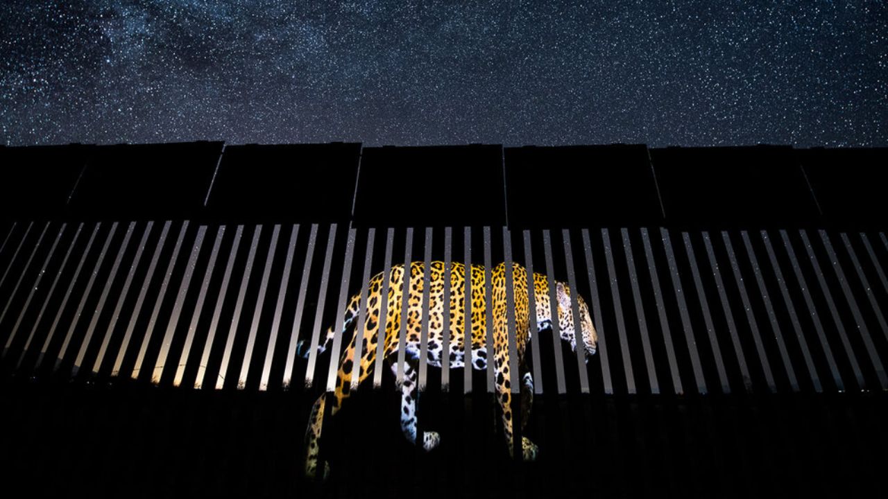 برندگان مسابقه عکاسی حیات وحش سال ۲۰۱۹