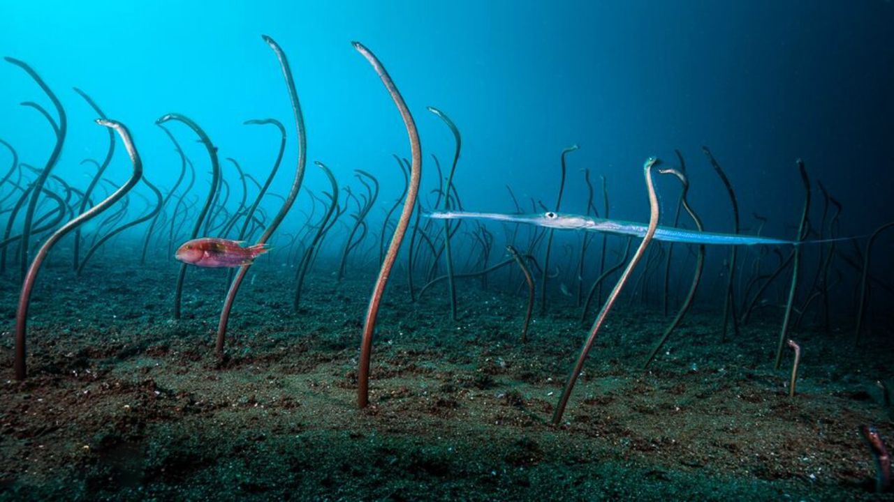 برندگان مسابقه عکاسی حیات وحش سال ۲۰۱۹