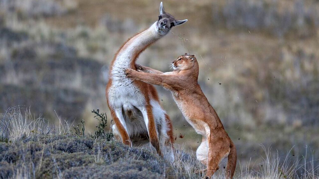 برندگان مسابقه عکاسی حیات وحش سال ۲۰۱۹