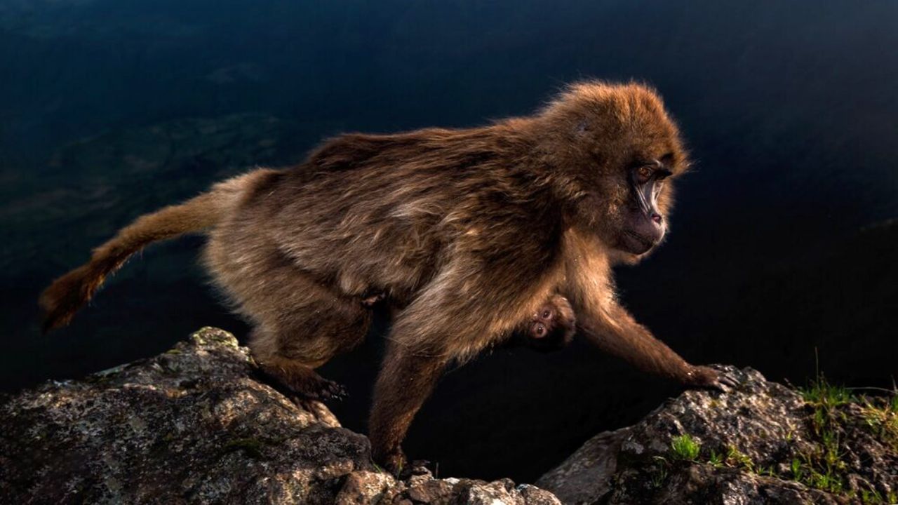 برندگان مسابقه عکاسی حیات وحش سال ۲۰۱۹