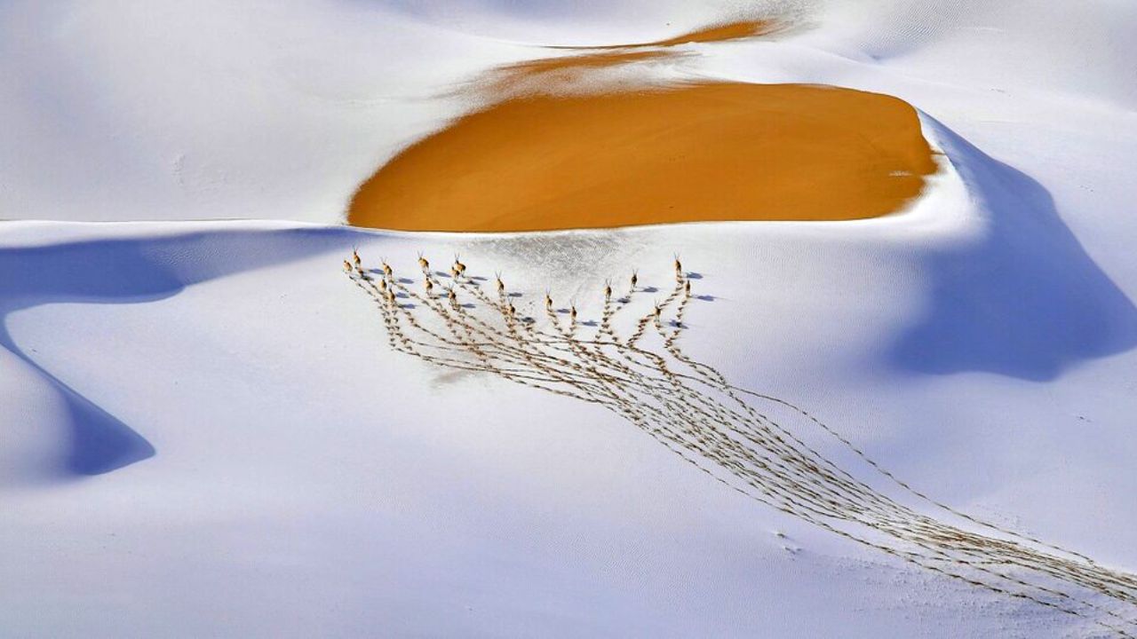 برندگان مسابقه عکاسی حیات وحش سال ۲۰۱۹