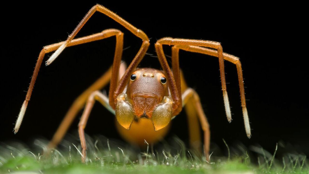 برندگان مسابقه عکاسی حیات وحش سال ۲۰۱۹