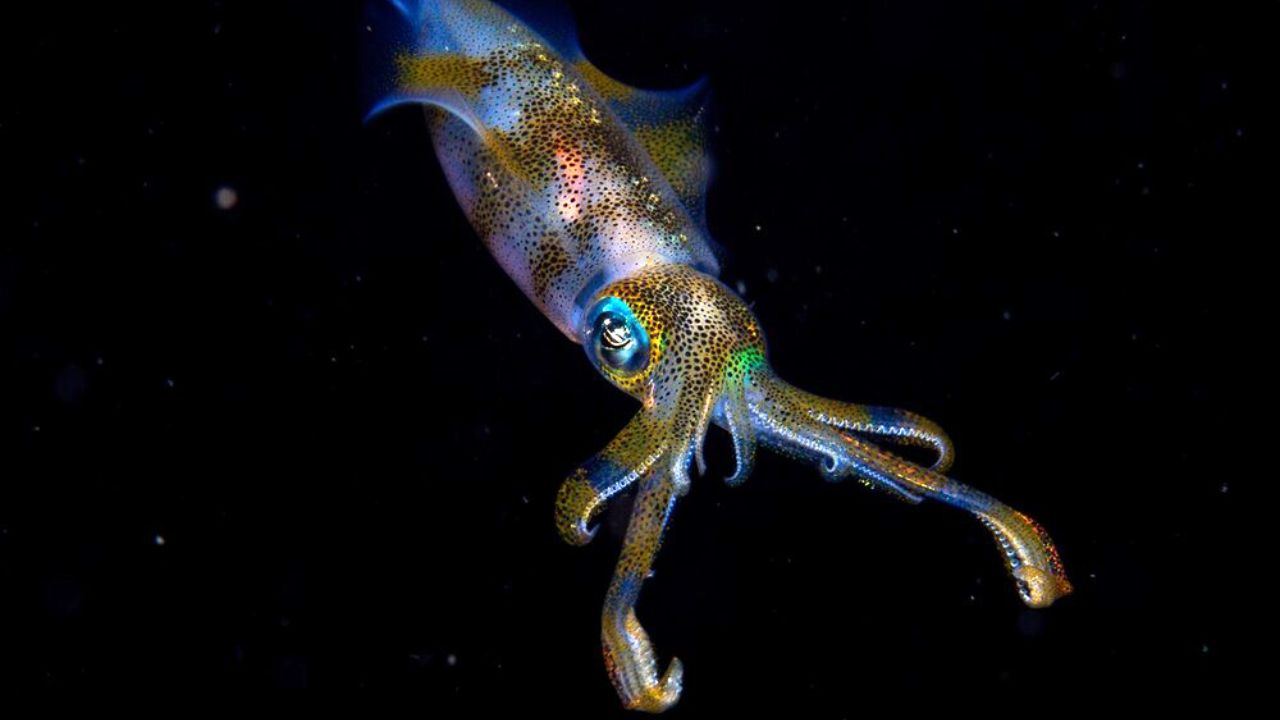 برندگان مسابقه عکاسی حیات وحش سال ۲۰۱۹