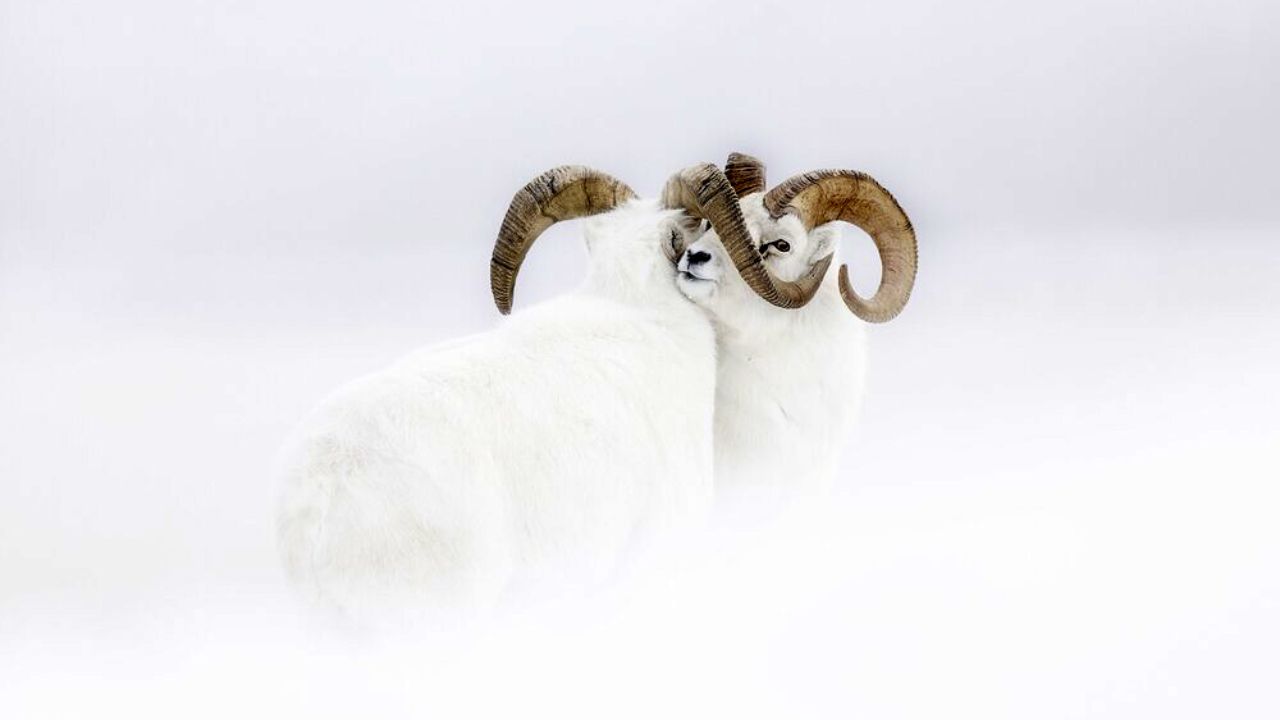 برندگان مسابقه عکاسی حیات وحش سال ۲۰۱۹