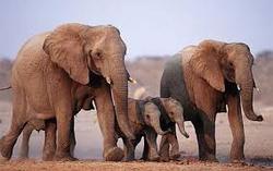 لحظات خنده دار با فیل ها!