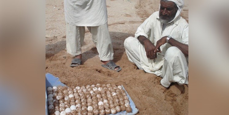 مهربانی پیرمرد بلوچ برای جلوگیری از انقراض یک جاندار