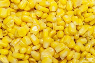 ذرت‌های آلوده، انهدام یا بازگشت؟