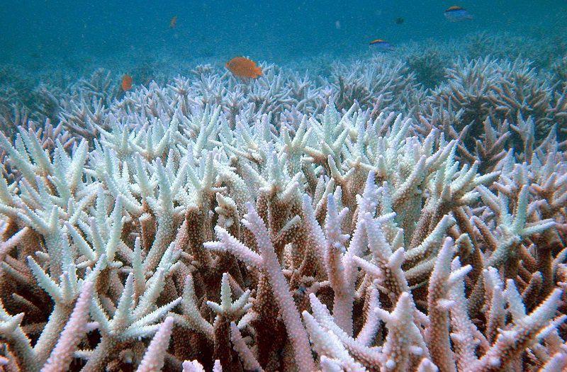 مرجانی سفید رنگ سال ۲۰۲۰ و 99