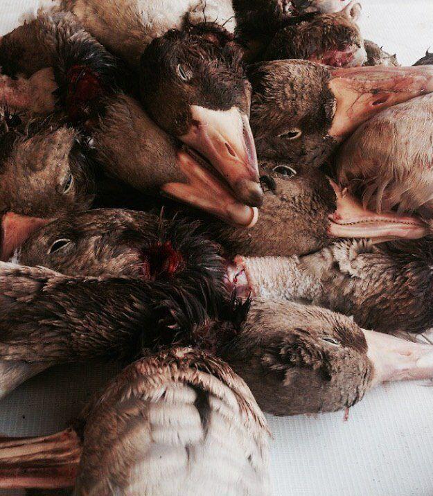 شکار پرندگان مهاجر