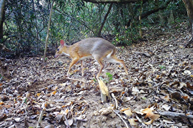 موش گوزن بعد از ۳۰ سال مشاهده شد