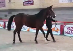 انتخاب زیباترین اسب‌های اصیل ایرانی در  اردکان + فیلم