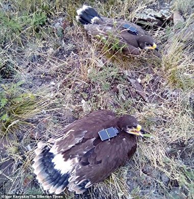 هزینه نجومی رومینگ برای عقابی که وارد ایران شد