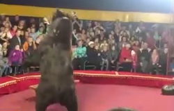 حمله خرس به مربی سیرک + فیلم