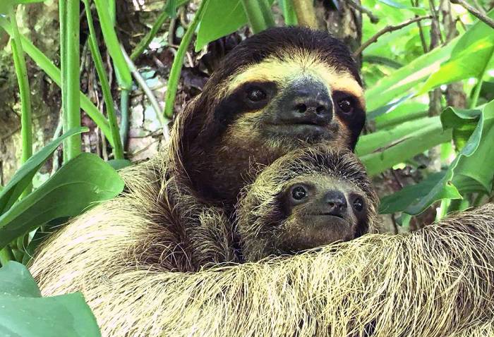 زندگی عجیب کندترین پستاندار زمین