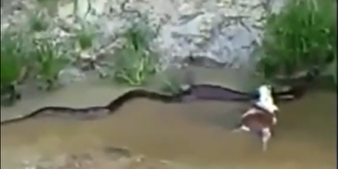 صحنه وحشتناک بلعیدن گاو توسط مار پیتون