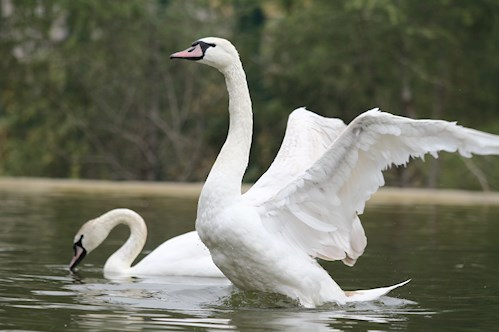 باغ پرندگان تهران