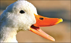عاقبت شکایت عجیب از اردک های پر و صدا
