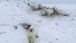هجوم خرس‌ها به روستایی در روسیه