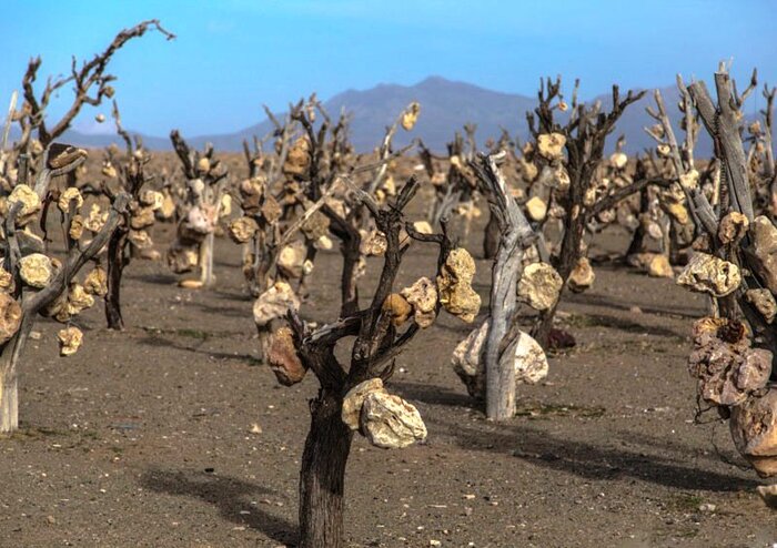 باغ سنگی سیرجان