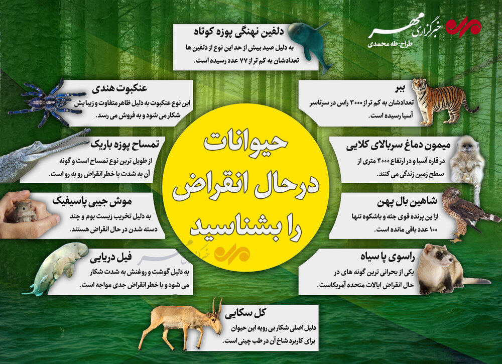 اینفوگرافیک حیواناتی که در حال انقراض هستند