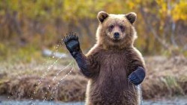 خرس قهوه ای در ارتفاعات سوادکوه + فیلم