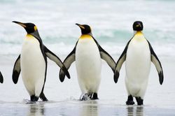 واکنش جالب پنگوئن ها به نور + فیلم