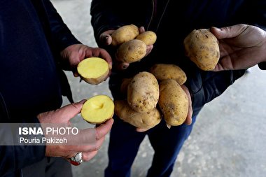 سیب‌زمینی چه خواصی دارد؟