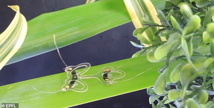 حشره رباتیک