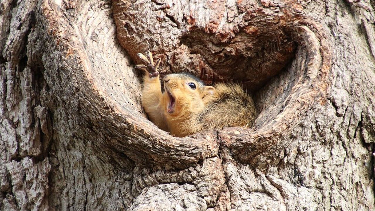 تصاویر منتخب مسابقه عکاسی کمدی حیوانات‎
