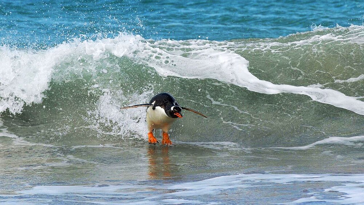 تصاویر منتخب مسابقه عکاسی کمدی حیوانات‎