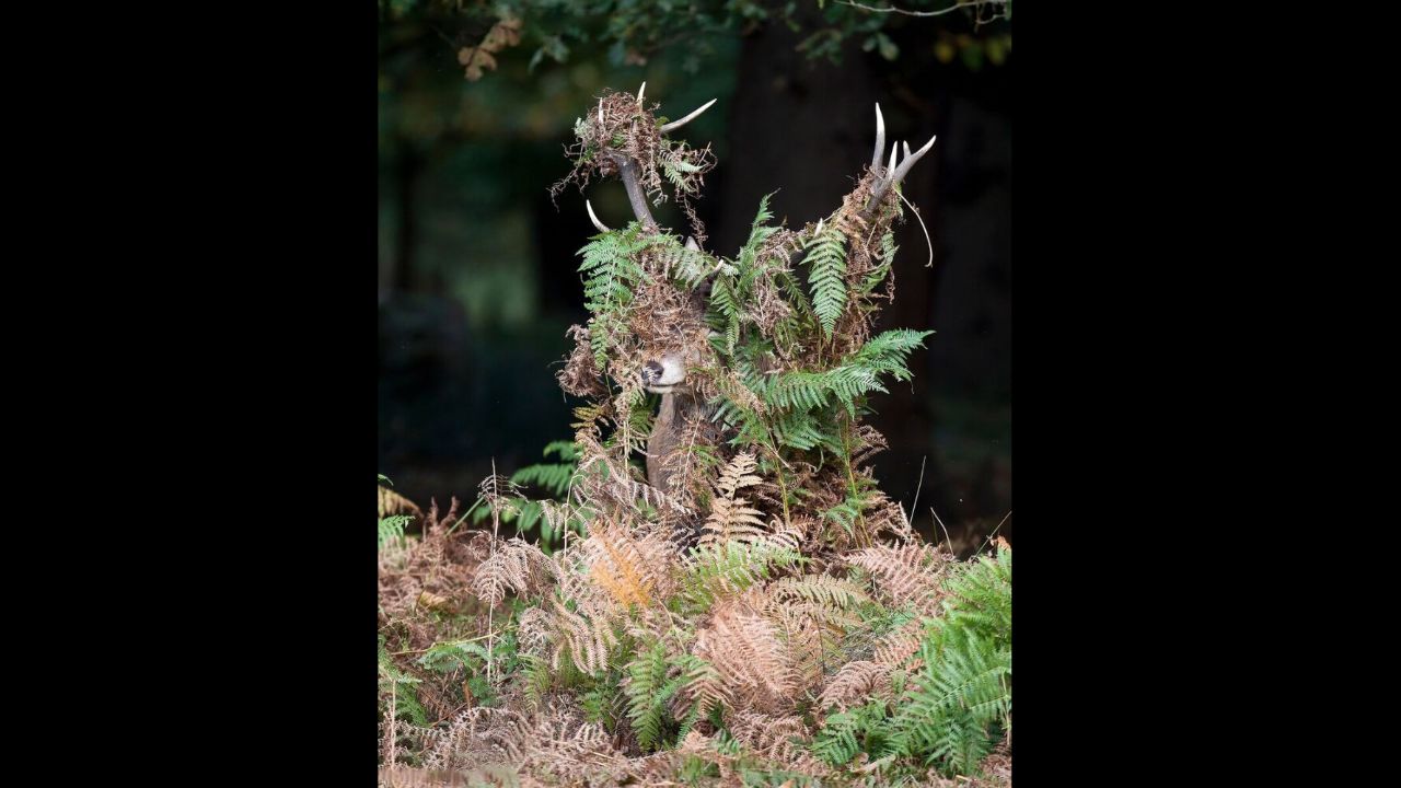 تصاویر منتخب مسابقه عکاسی کمدی حیوانات‎