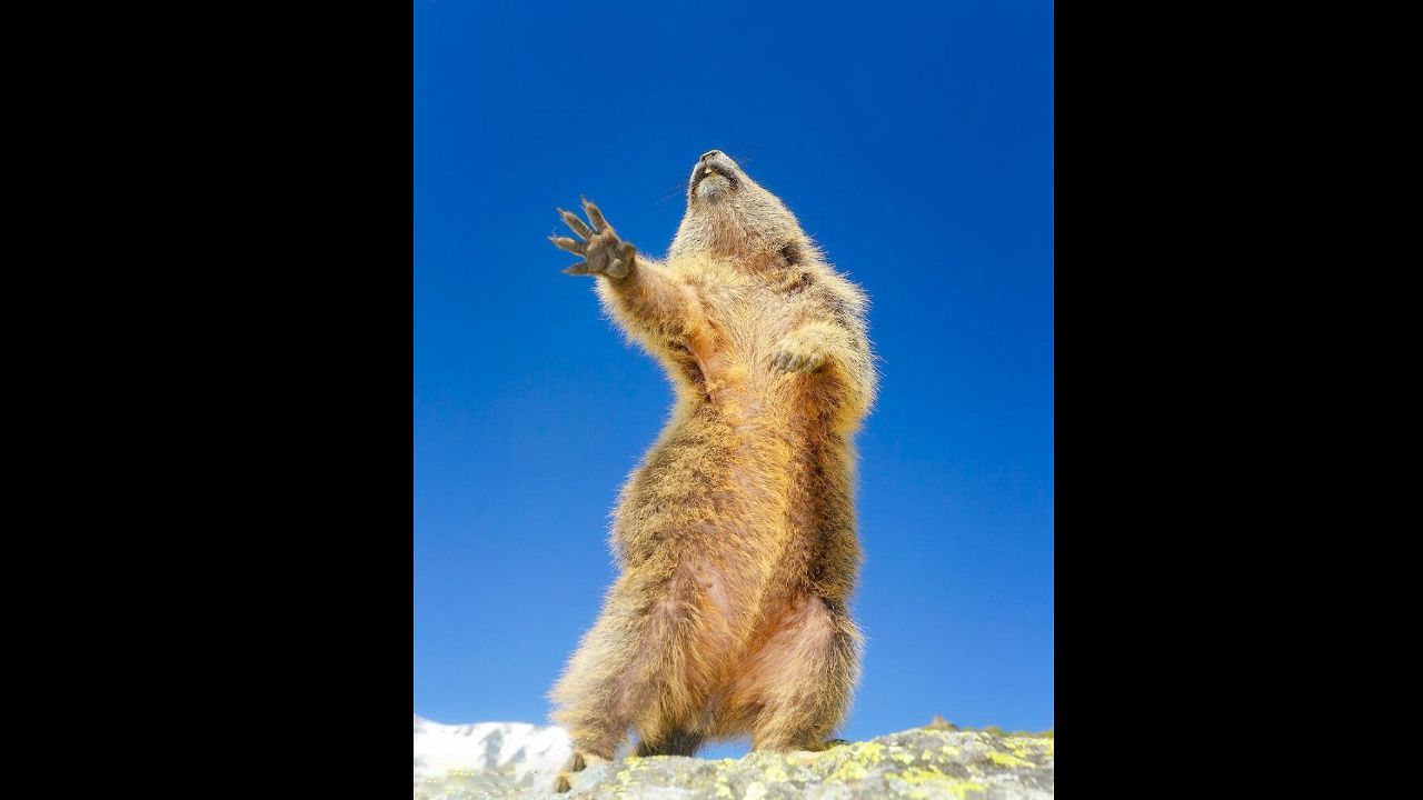 تصاویر منتخب مسابقه عکاسی کمدی حیوانات‎