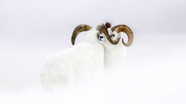 برندگان مسابقه عکاسی حیات وحش سال ۲۰۱۹