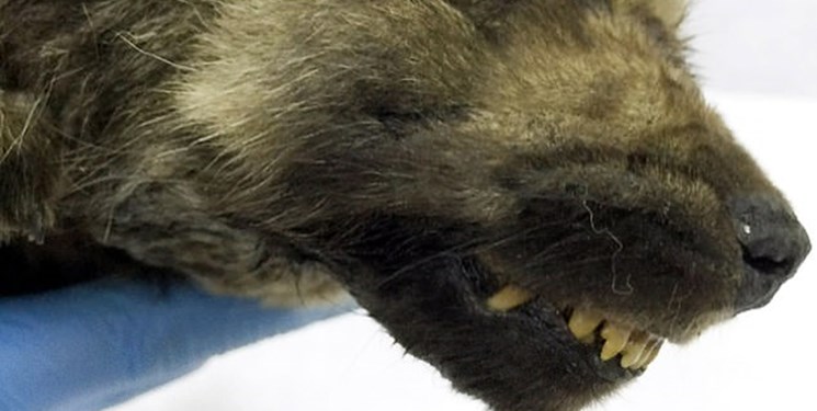 کشف جسد ۱۸ هزار ساله یک سگ 