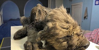 کشف جسد ۱۸ هزار ساله یک سگ + تصاویر