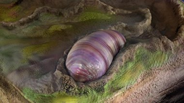 یک کرم جد مشترک همه جانوران جهان