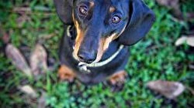 خوردن سگ و گربه در شنژن چین ممنوع شد