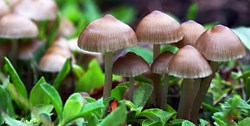 هشدار سازمان غذا و دارو نسبت به مسمومیت با قارچ‌های سمی
